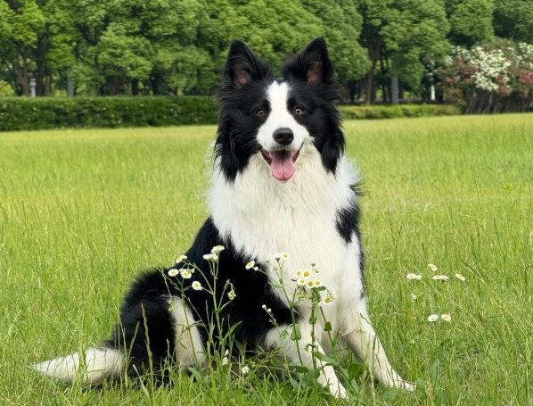 边境牧羊犬聪明度