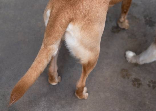 狗咬尾巴原因