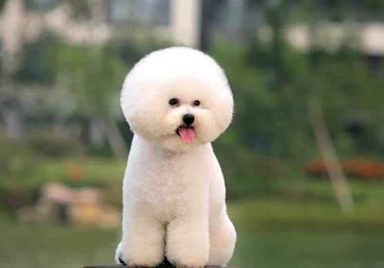 比熊犬性格特點