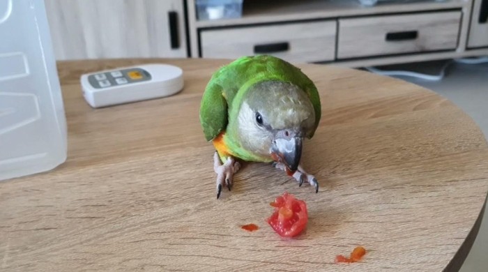 鸚鵡水果餵食
