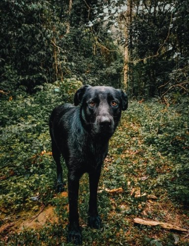 黑狗領養 黑狗領養