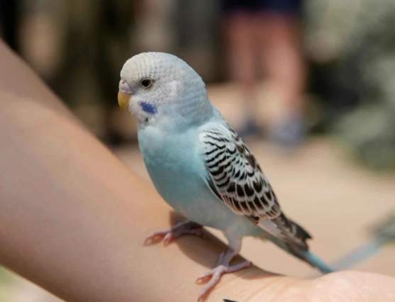 虎皮鸚鵡蔬菜飲食