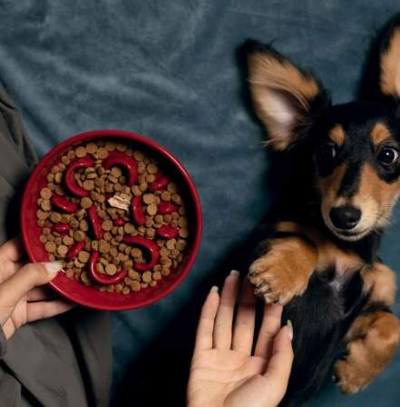狗飲食指南 狗飲食指南