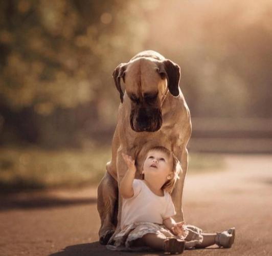 狗狗熱衰竭治療