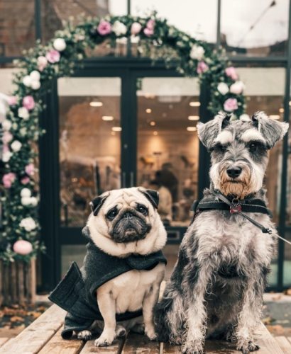 羅勒對狗安全嗎