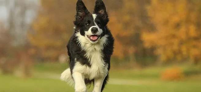 边境牧羊犬缺点