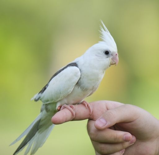 玄鳳鸚鵡行為分析