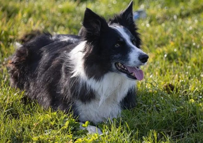 边境牧羊犬聪明度