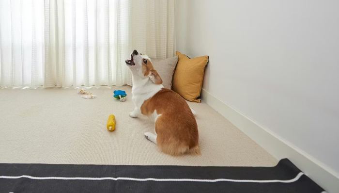 狗狗一直叫原因