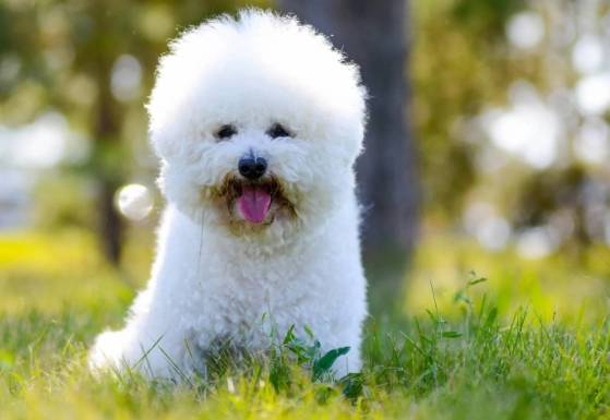 比熊犬性格特點