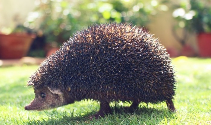 刺蝟吃蟲必要嗎