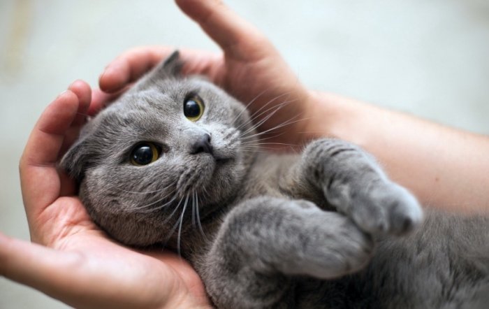 貓咪健康風險 貓咪健康風險