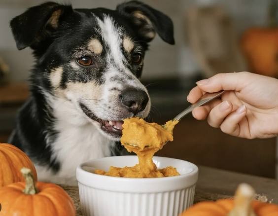 南瓜對狗的好處
