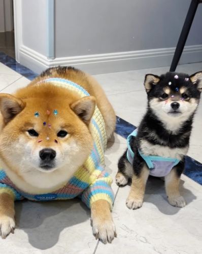 豆柴 柴犬 比較