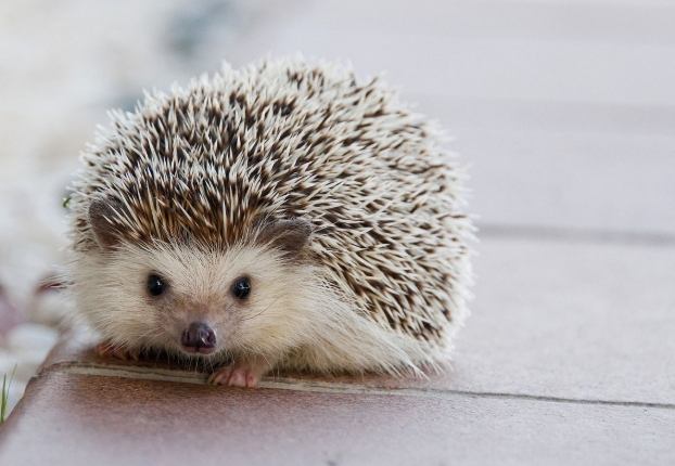 非洲侏儒刺蝟飼養