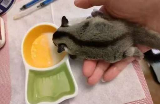 蜜袋鼯餵食頻率