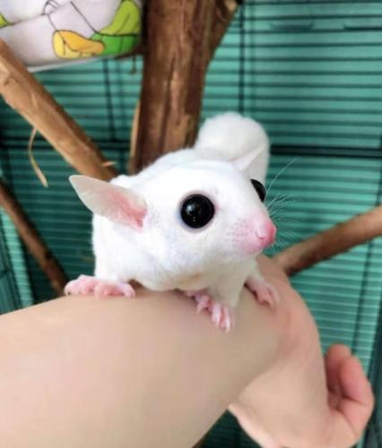 寵物蜜袋鼯護理