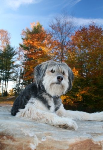 貴婦狗平均壽命