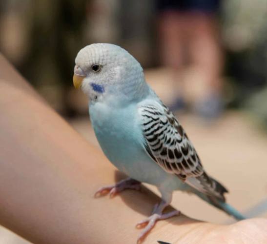 鸚鵡紅蘿蔔餵食
