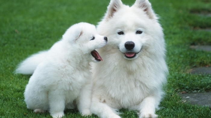 寵物溝通問題範例