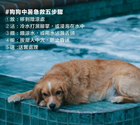 預防狗中暑