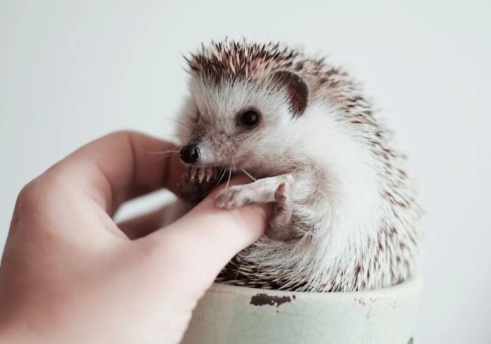 非洲迷你刺猬照顧