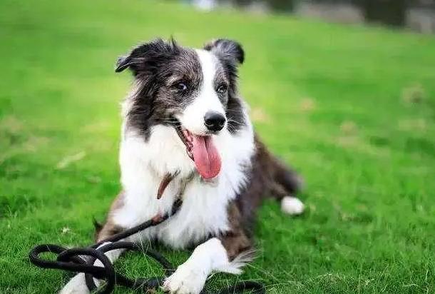 边境牧羊犬缺点