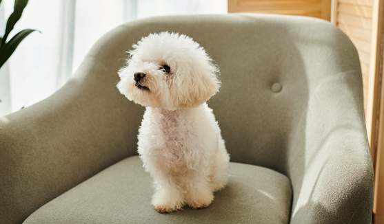 比熊犬性格特點