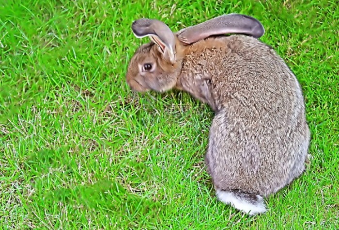 果園兔子防治 果園兔子防治