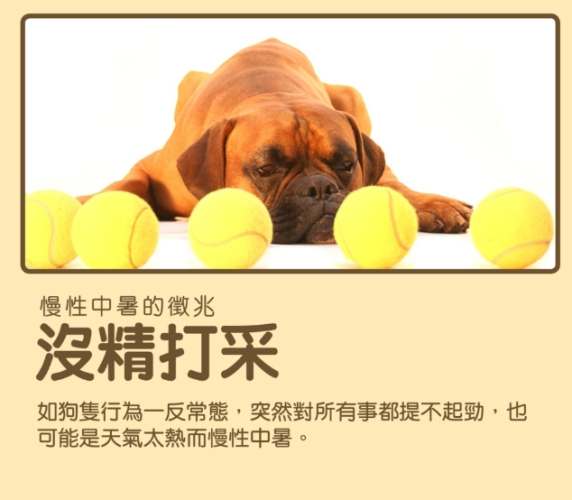 狗狗慢性中暑症狀