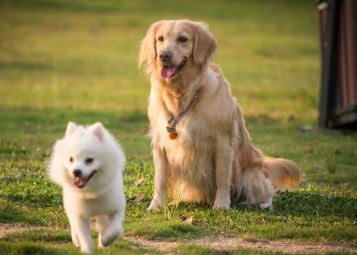 羅勒對狗安全嗎