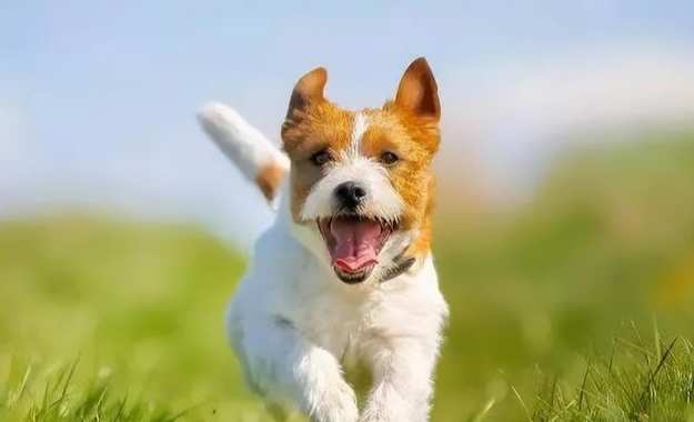 狗狗叫不停解決