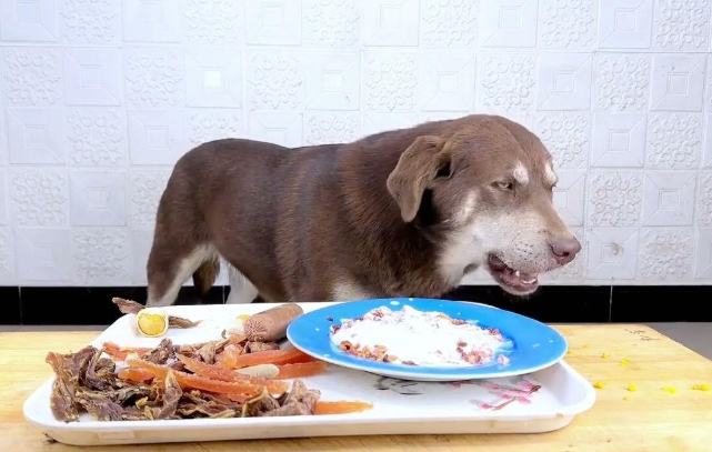 狗餵養方法 狗餵養方法