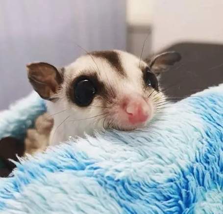 蜜袋鼯育兒袋清潔