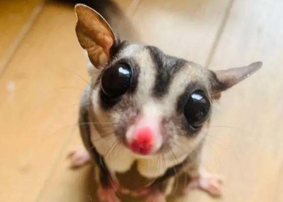 蜜袋鼯健康問題