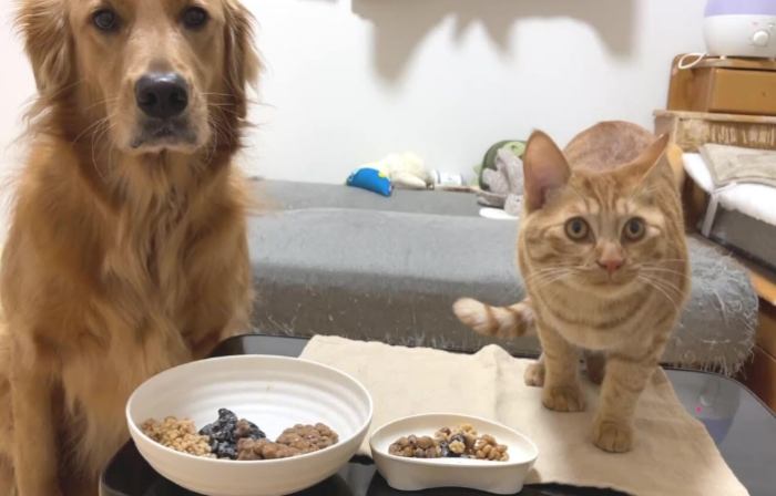 寵物狗飼料指南