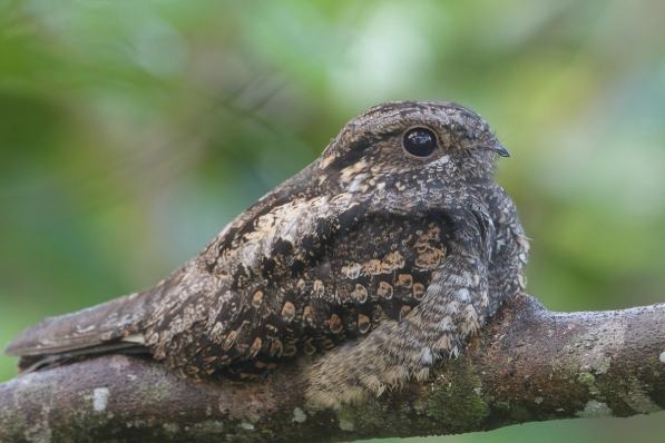 台灣夜鷹是否保育