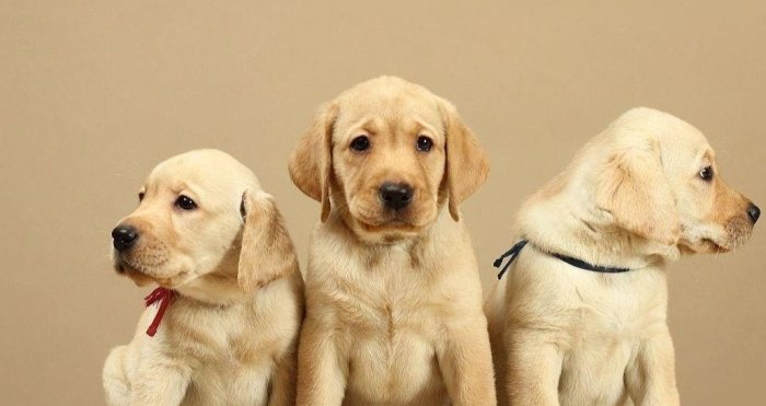 拉布拉多犬優點