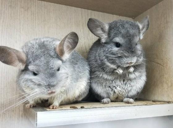 鼠兔寵物飼養