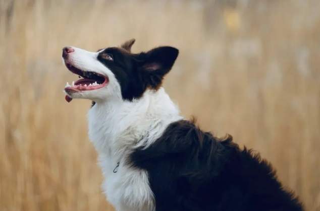 边境牧羊犬好养吗