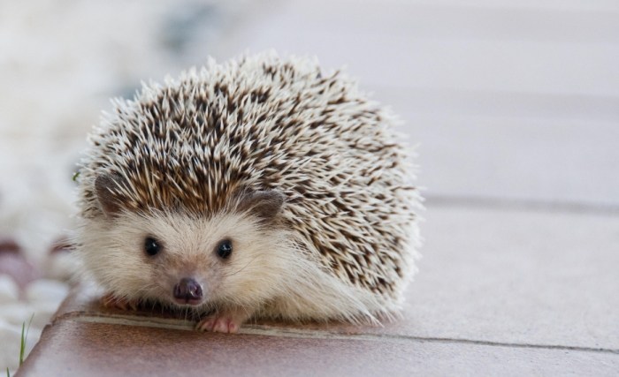 寵物刺蝟差異