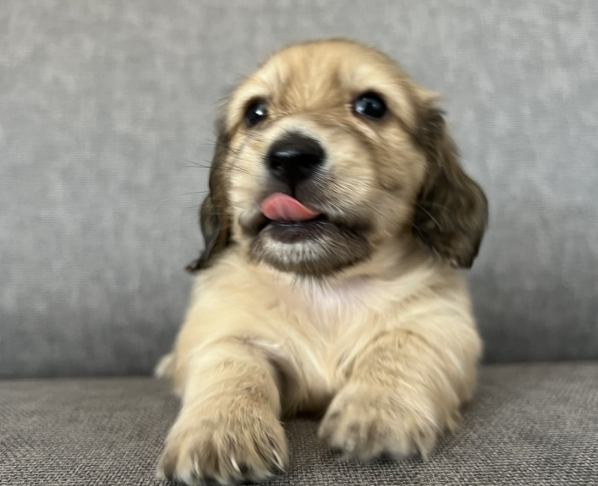 長毛臘腸犬健康