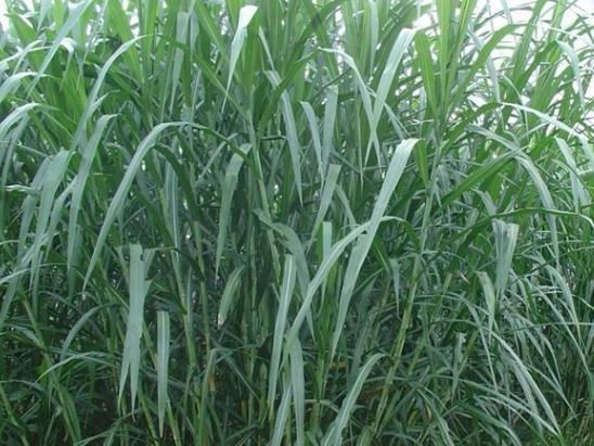 提摩西草種植條件