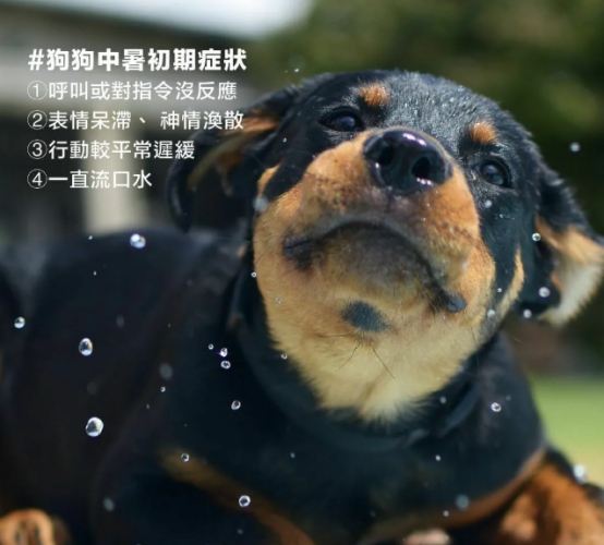 犬中暑後遺症治療