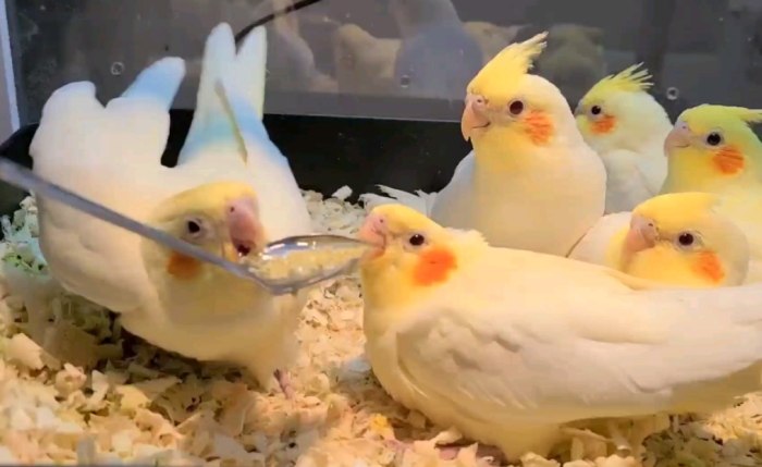 玄鳳鸚鵡性格特點