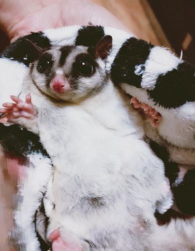 蜜袋鼯照顧技巧