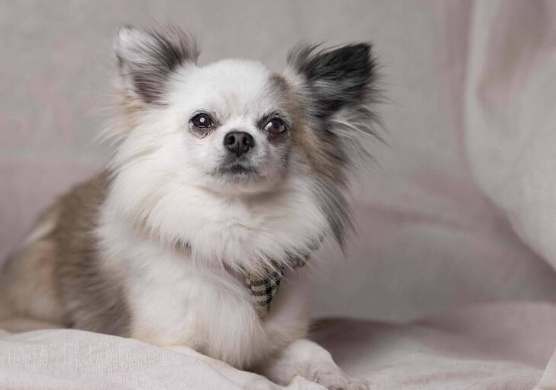 吉娃娃健康問題