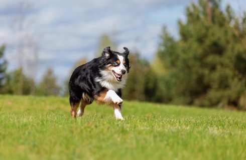 迷你牧羊犬飼養