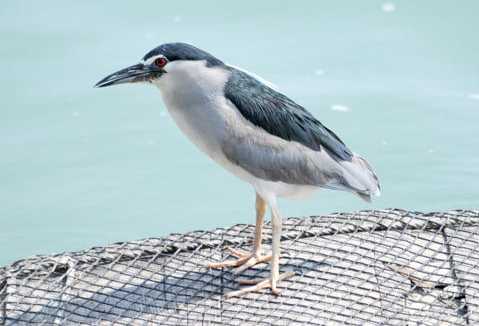 夜鷺生態 夜鷺生態