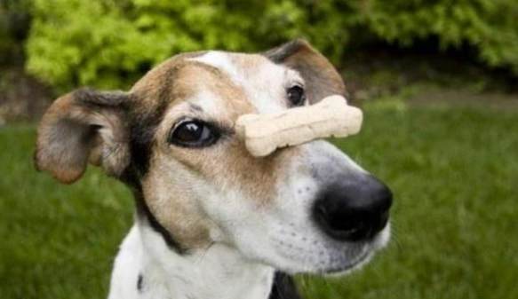 狗狗不吃飯怎麼辦 狗狗不吃飯怎麼辦